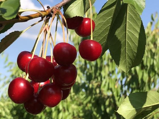 备战天猫618 乌兹别克斯坦出动18架车厘子“天猫专机”