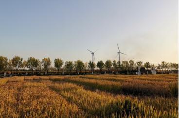 袁隆平海水稻天猫双11前首进淘宝直播间,上百位主播义卖助力脱贫 袁隆平海水稻天猫双11前首进淘宝直播间,上百位主播义卖助力脱贫