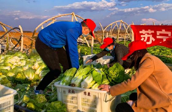 苏宁向武汉医院捐献100吨蔬菜:现摘现运一日达! 苏宁向武汉医院捐献100吨蔬菜:现摘现运一日达!