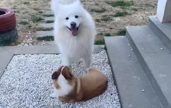 猪玩玩具,狗做导游……每天100万人在淘宝围观宠物直播 猪玩玩具,狗做导游……每天100万人在淘宝围观宠物直播