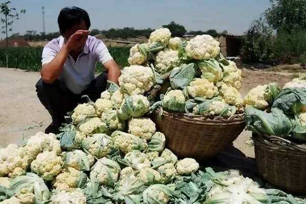 电商主动牵线,吃货爱心助农,受疫情影响的农产品打通了销路 电商主动牵线,吃货爱心助农,受疫情影响的农产品打通了销路