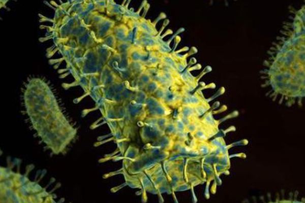 科学家找到抑制狂犬病毒的关键“开关” 科学家找到抑制狂犬病毒的关键“开关”