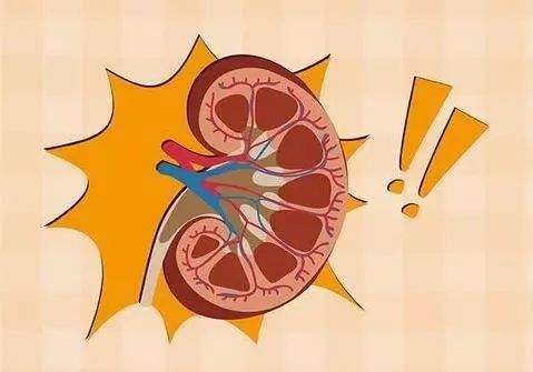 肾脏纤维化原因被找到有助开发新治疗方法 肾脏纤维化原因被找到有助开发新治疗方法