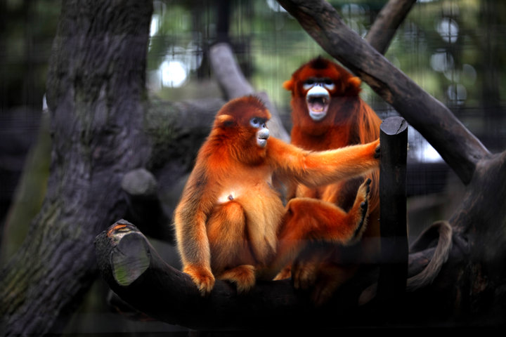 AR、VR技术让金丝猴科普“活”起来 AR、VR技术让金丝猴科普“活”起来