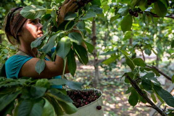 打开手机,远程“掌控”蔬菜大棚里的温湿度调节、卷帘通风 打开手机,远程“掌控”蔬菜大棚里的温湿度调节、卷帘通风