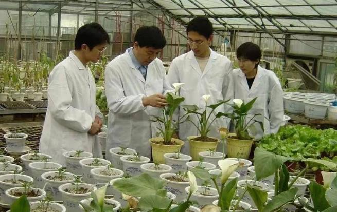 山东农业大学研究成果实现大白菜“择偶”自由 山东农业大学研究成果实现大白菜“择偶”自由