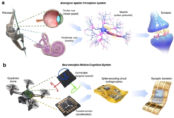 人造神经成功“复制”大脑多感官整合功能 人造神经成功“复制”大脑多感官整合功能