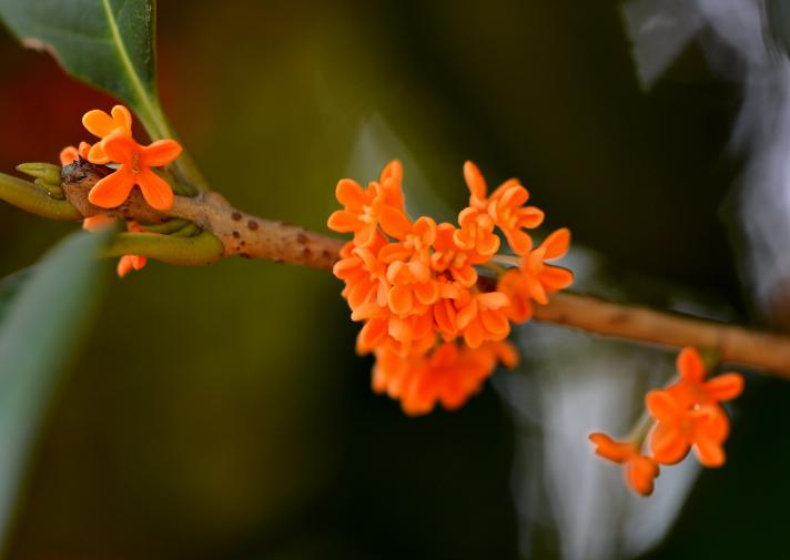 桂花网:运动负荷管理即将进入蓝牙新时代 桂花网:运动负荷管理即将进入蓝牙新时代