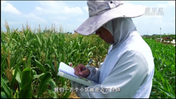 从5万分钟到两个小时 智慧农业实现玉米育种高效探测 从5万分钟到两个小时 智慧农业实现玉米育种高效探测