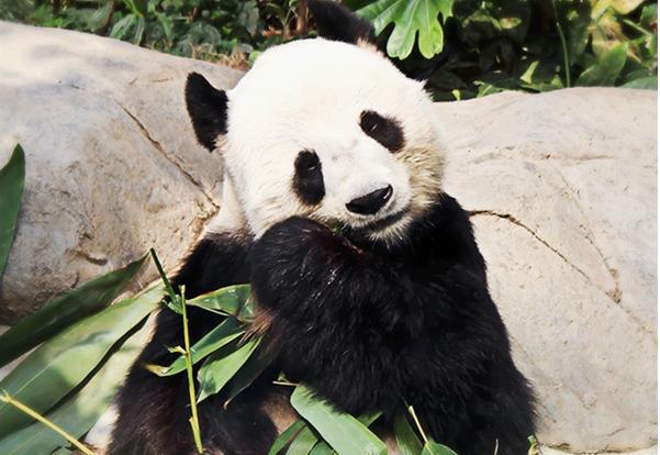 美图秀秀携手设计师用数字影像守护大熊猫 传递保护生物多样性心声 美图秀秀携手设计师用数字影像守护大熊猫 传递保护生物多样性心声