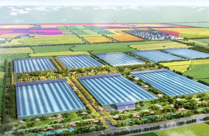 青岛莱西:设施农业助农户增收 青岛莱西:设施农业助农户增收