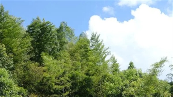 我国力争2025年初步建立“以竹代塑”产业体系 我国力争2025年初步建立“以竹代塑”产业体系