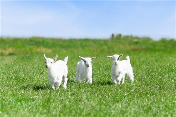 含乳铁蛋白高的奶粉有哪些？佳贝艾特晶萃悦白双重保护效果全面领先